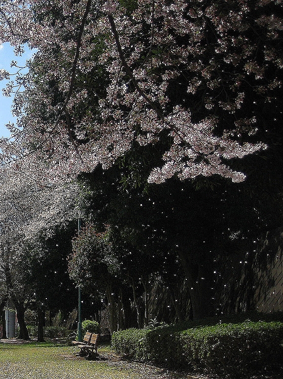Asakayama sakura